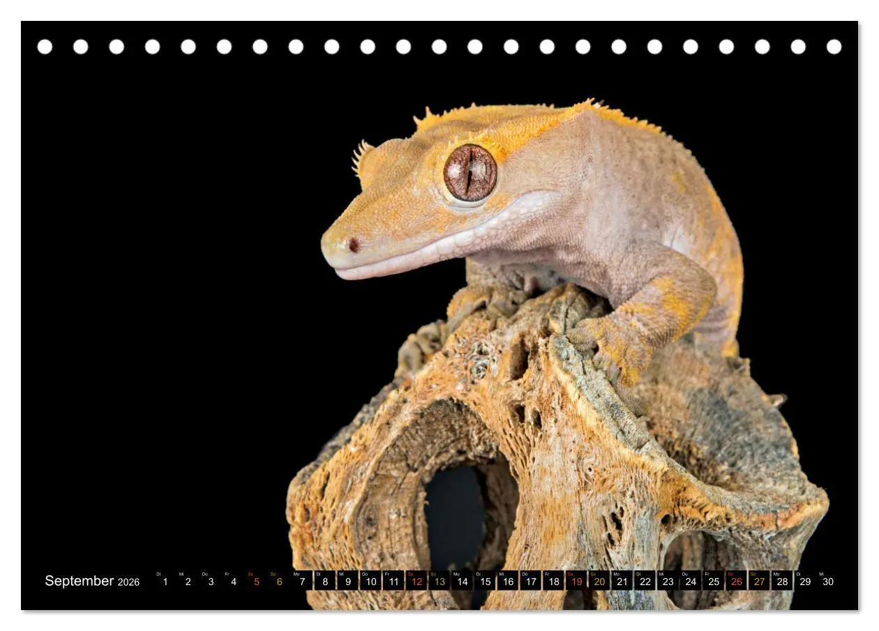 Bild: 9783457507902 | Kleine Drachen - Echsen (Tischkalender 2026 DIN A5 quer), CALVENDO...