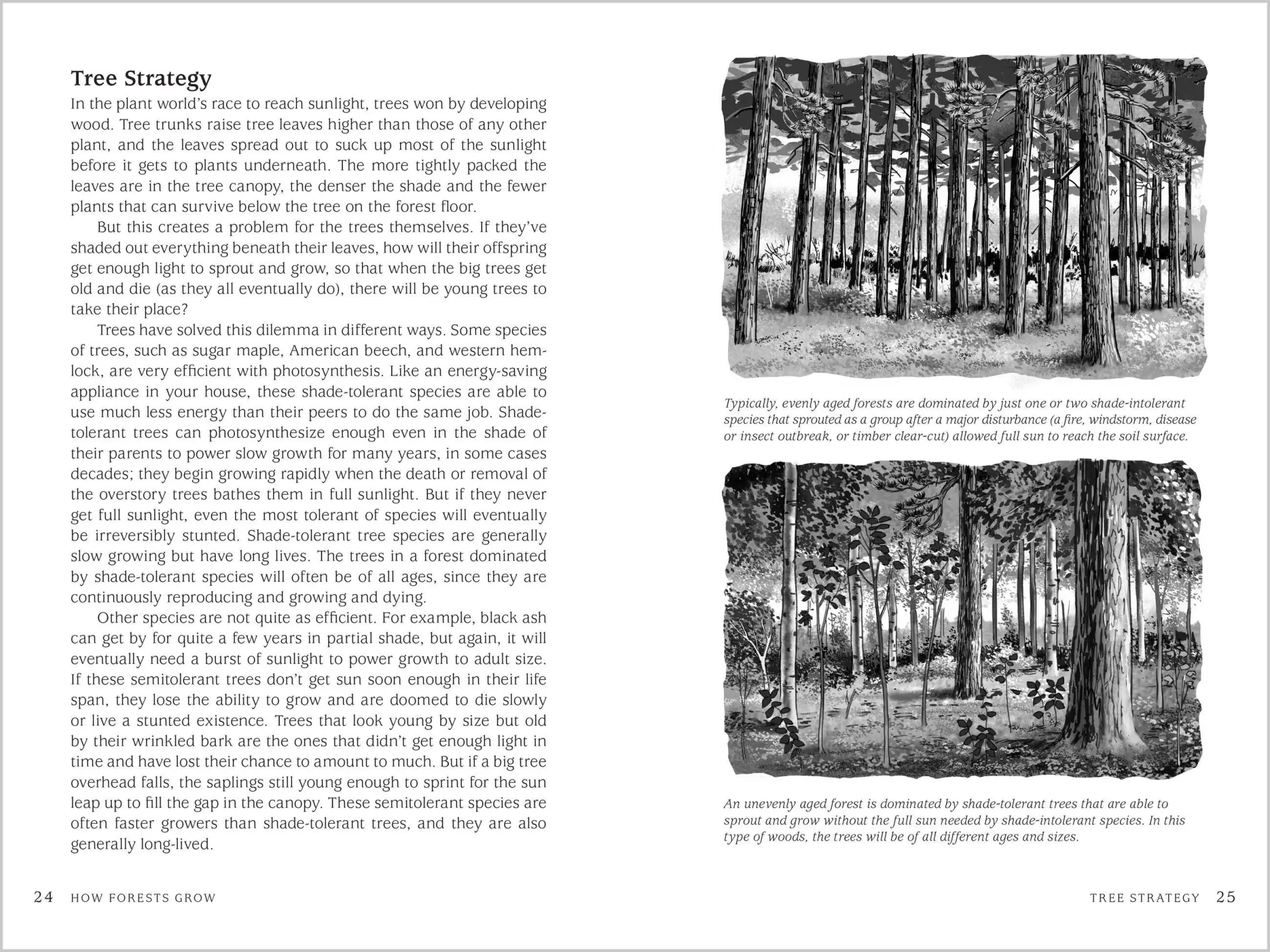 Bild: 9781603428002 | A Landowner's Guide to Managing Your Woods | Ann Larkin Hansen | Buch
