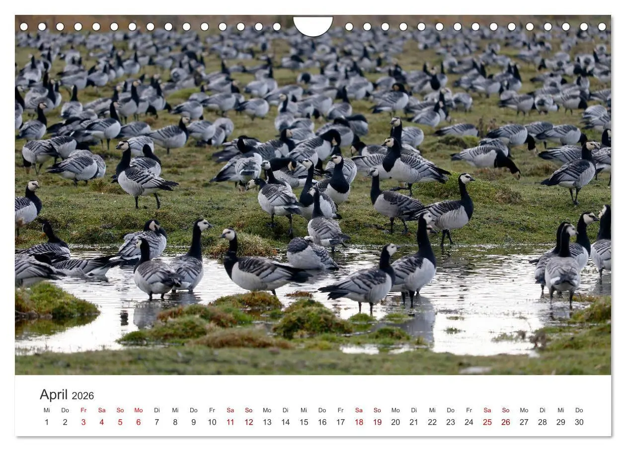 Bild: 9783457938102 | Estland - Pittoreske Schönheit im Baltikum (Wandkalender 2026 DIN...