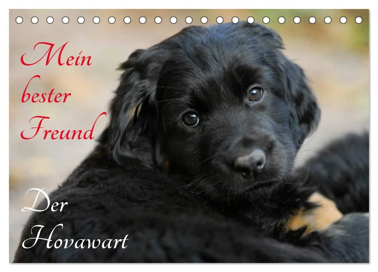 Cover: 9783516028102 | Mein bester Freund - Der Hovawart (Tischkalender 2026 DIN A5 quer),...