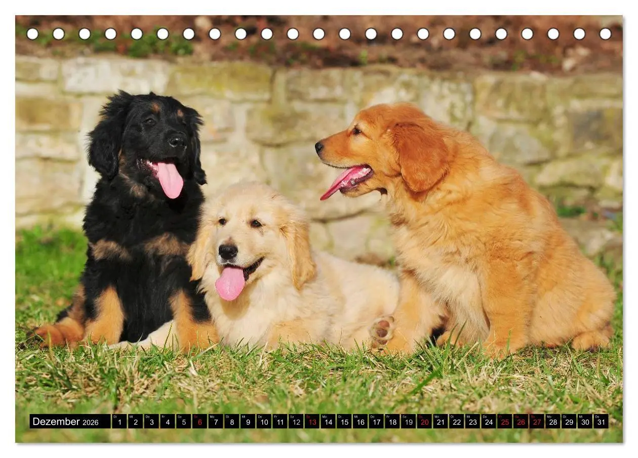 Bild: 9783516028102 | Mein bester Freund - Der Hovawart (Tischkalender 2026 DIN A5 quer),...