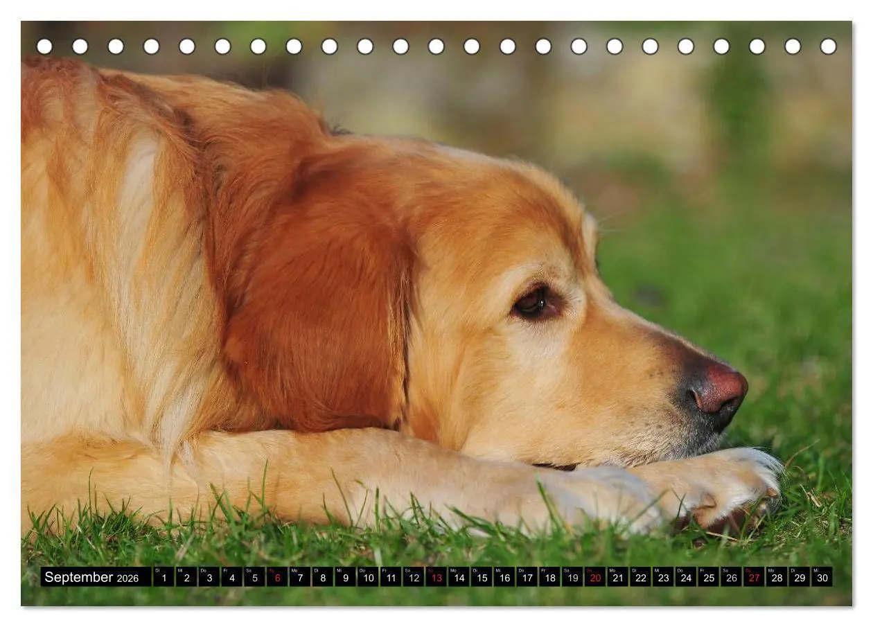 Bild: 9783516028102 | Mein bester Freund - Der Hovawart (Tischkalender 2026 DIN A5 quer),...