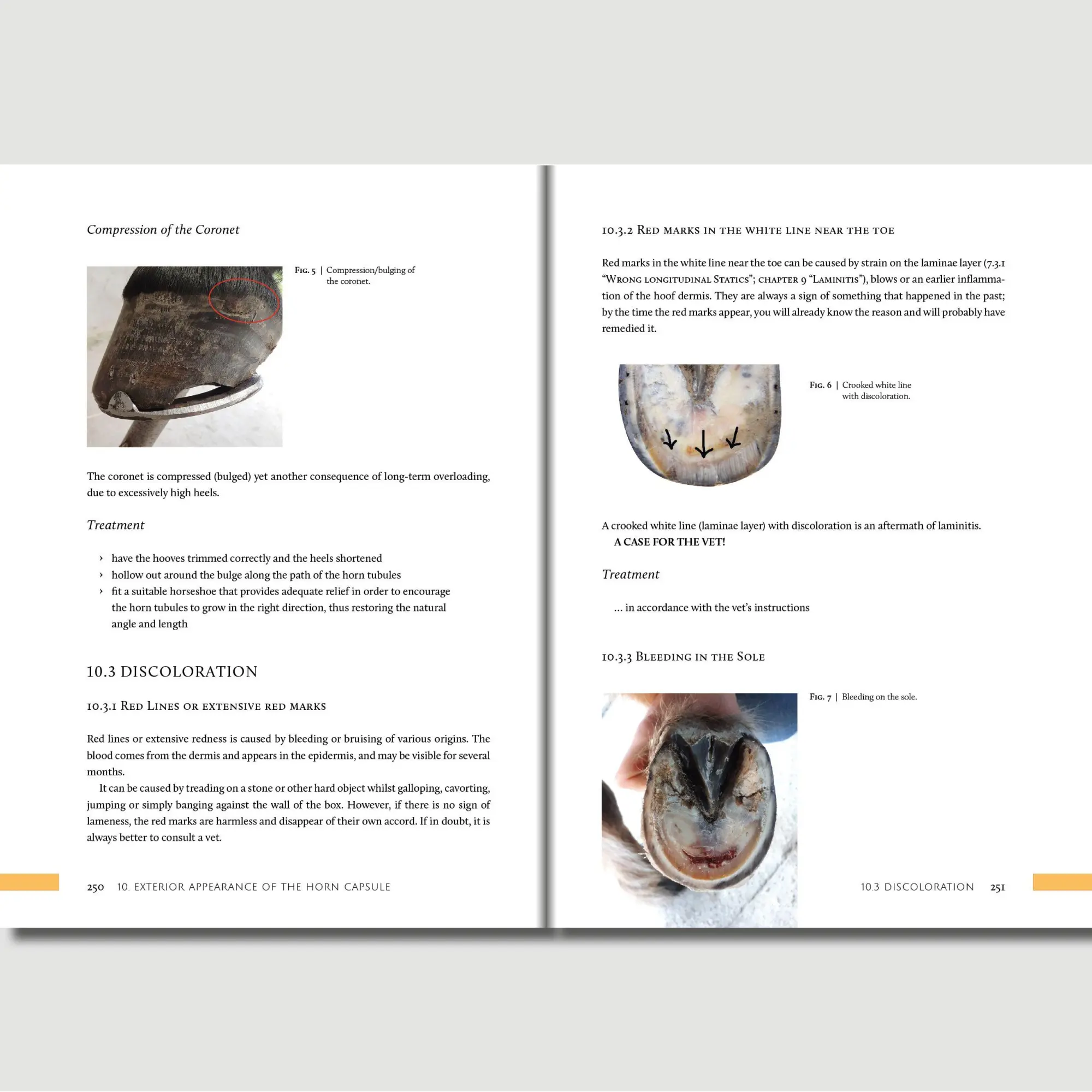 Bild: 9783758208102 | Hoofwork | A Handbook on the Equine Hoof | Kati Jurth | Taschenbuch