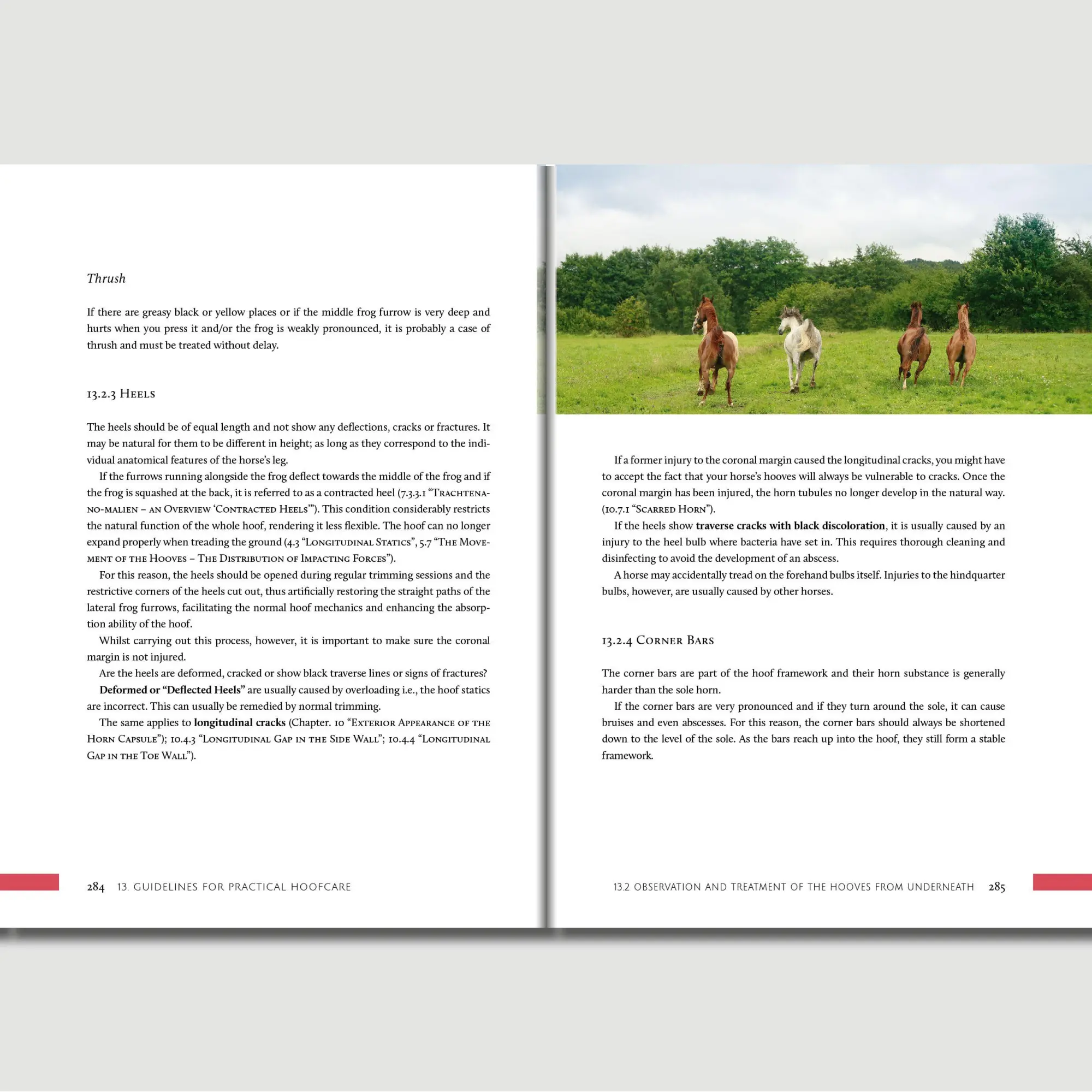 Bild: 9783758208102 | Hoofwork | A Handbook on the Equine Hoof | Kati Jurth | Taschenbuch