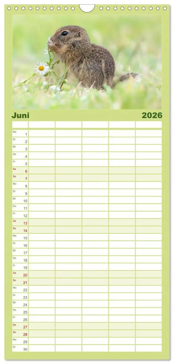 Bild: 9783516498202 | Familienplaner 2026 - Süße Nager mit 5 Spalten (Wandkalender, 21 x...
