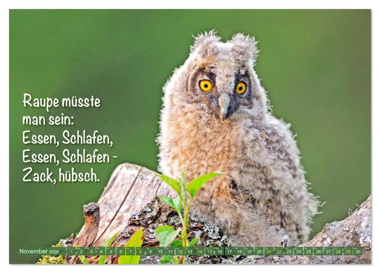 Bild: 9783516638202 | Die Eulen sind los: Edition lustige Tiere (Tischkalender 2026 DIN...