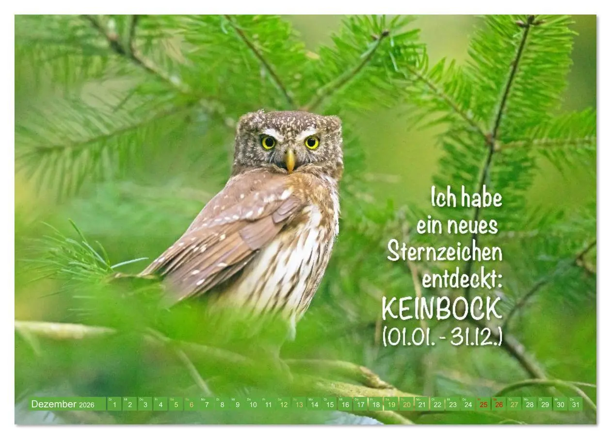 Bild: 9783516638202 | Die Eulen sind los: Edition lustige Tiere (Tischkalender 2026 DIN...