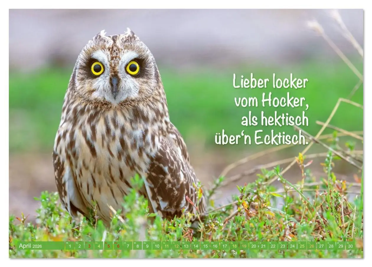 Bild: 9783516638202 | Die Eulen sind los: Edition lustige Tiere (Tischkalender 2026 DIN...
