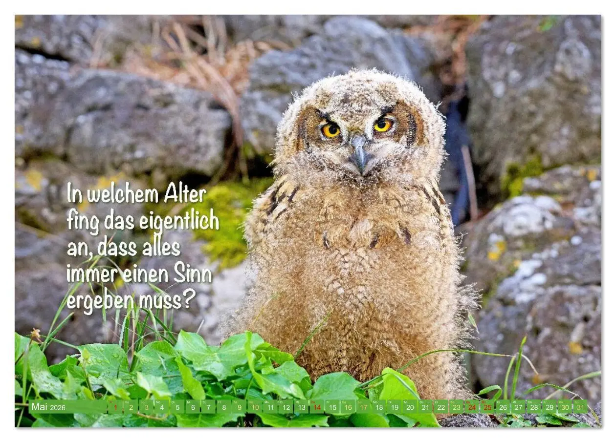 Bild: 9783516638202 | Die Eulen sind los: Edition lustige Tiere (Tischkalender 2026 DIN...
