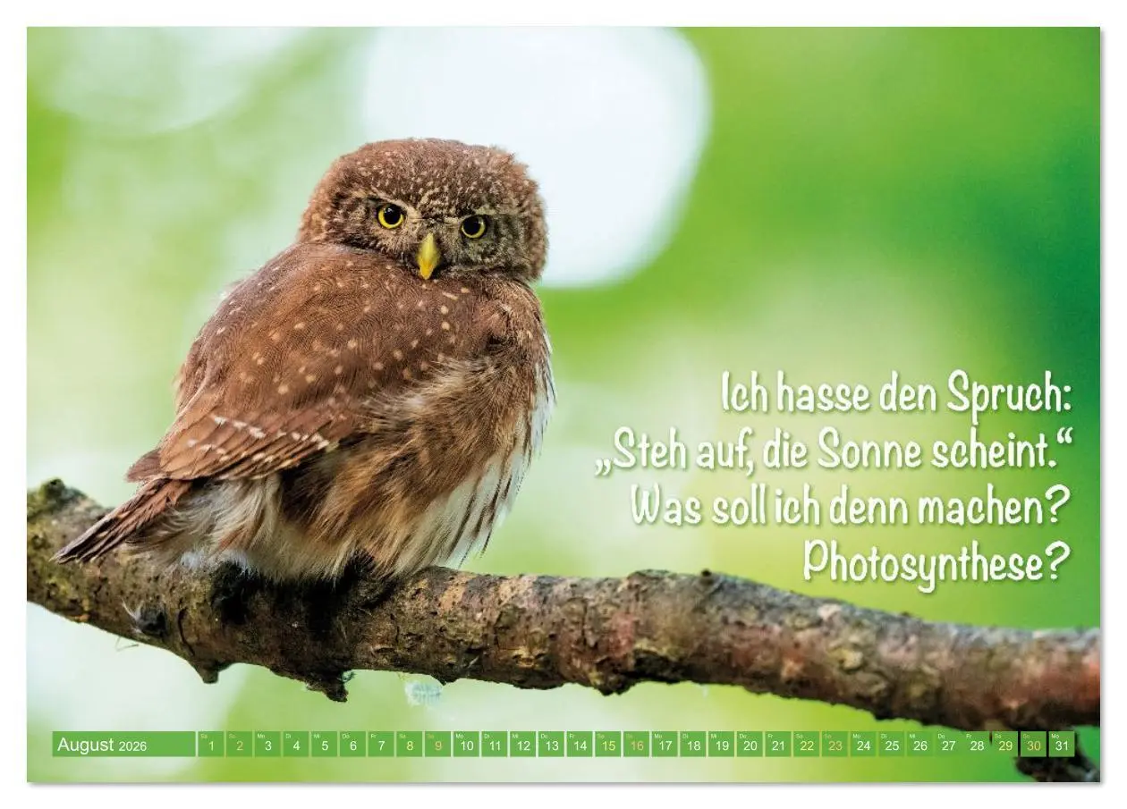 Bild: 9783516638202 | Die Eulen sind los: Edition lustige Tiere (Tischkalender 2026 DIN...