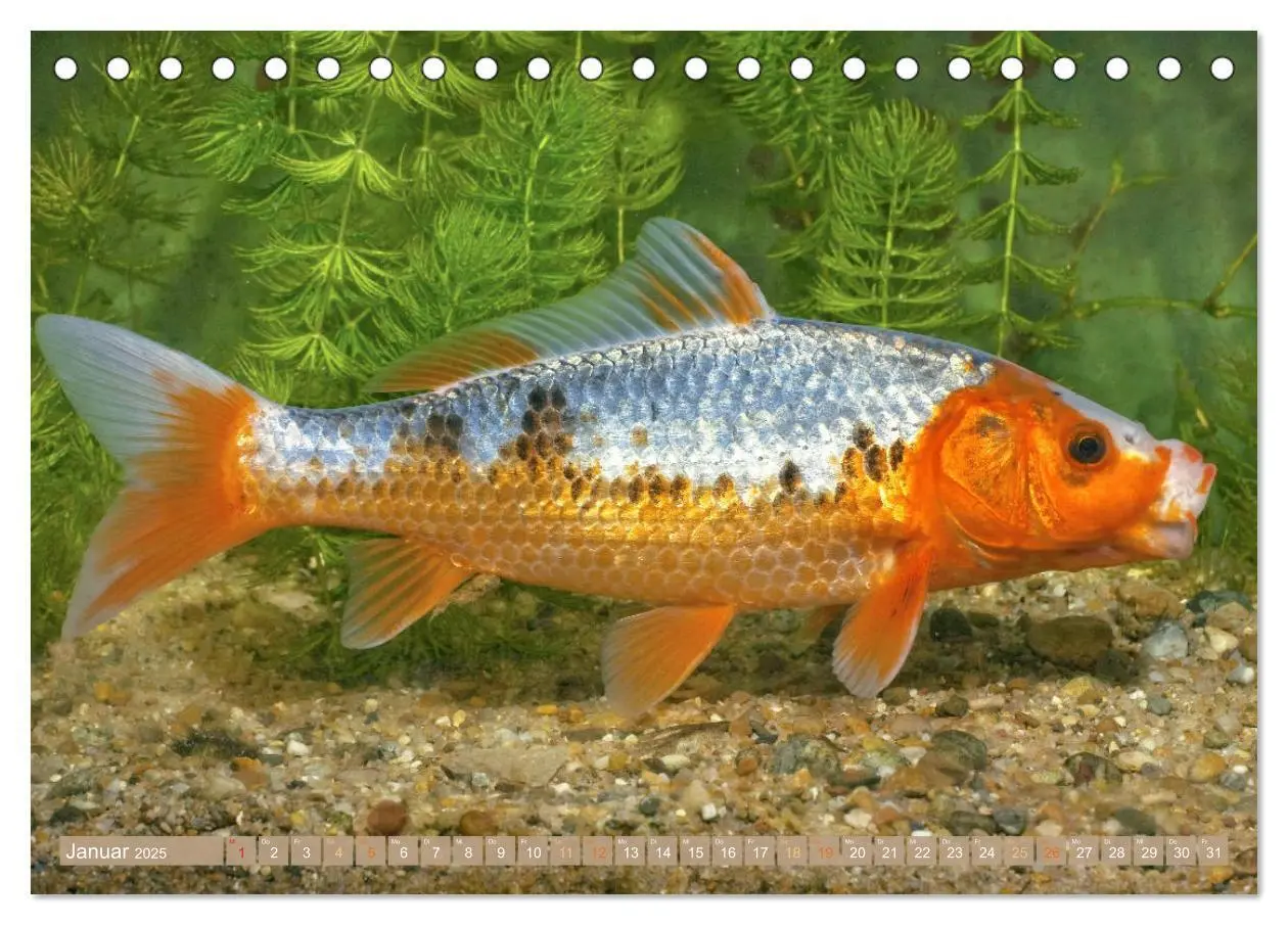 Bild: 9783435128402 | Koi: Juwelen im Teich (Tischkalender 2025 DIN A5 quer), CALVENDO...
