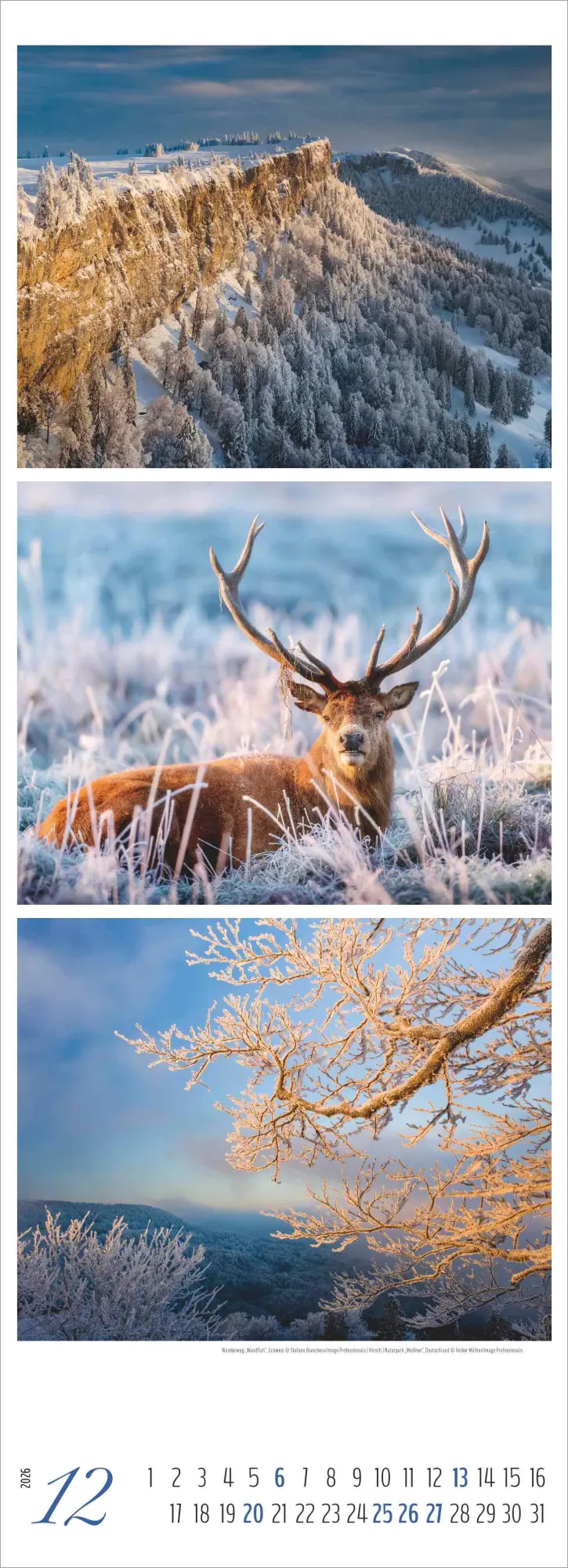 Bild: 4069095008502 | Waldleben - Triplets 2026 - Streifenkalender XXL 25x69 cm -...