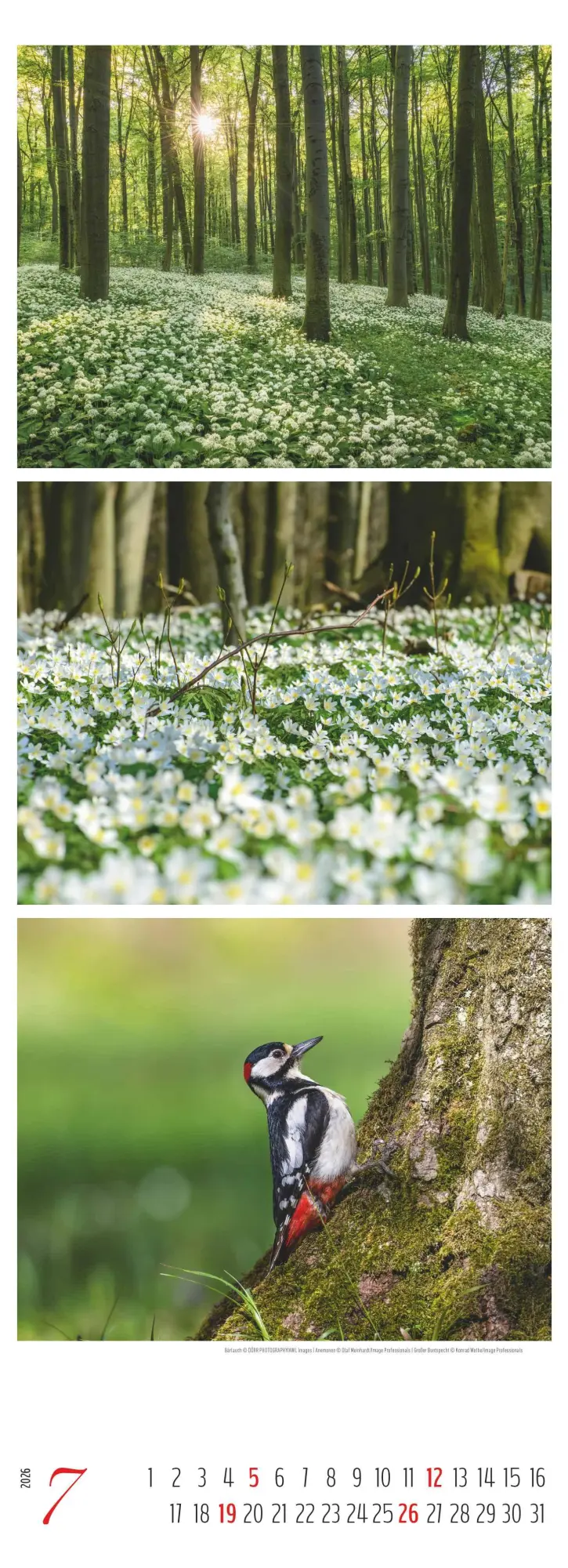 Bild: 4069095008502 | Waldleben - Triplets 2026 - Streifenkalender XXL 25x69 cm -...