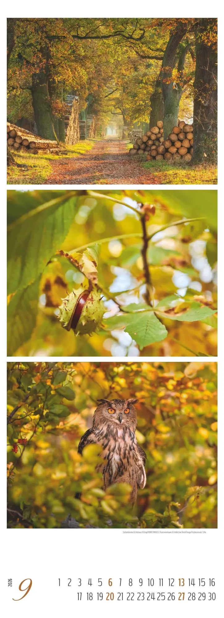 Bild: 4069095008502 | Waldleben - Triplets 2026 - Streifenkalender XXL 25x69 cm -...