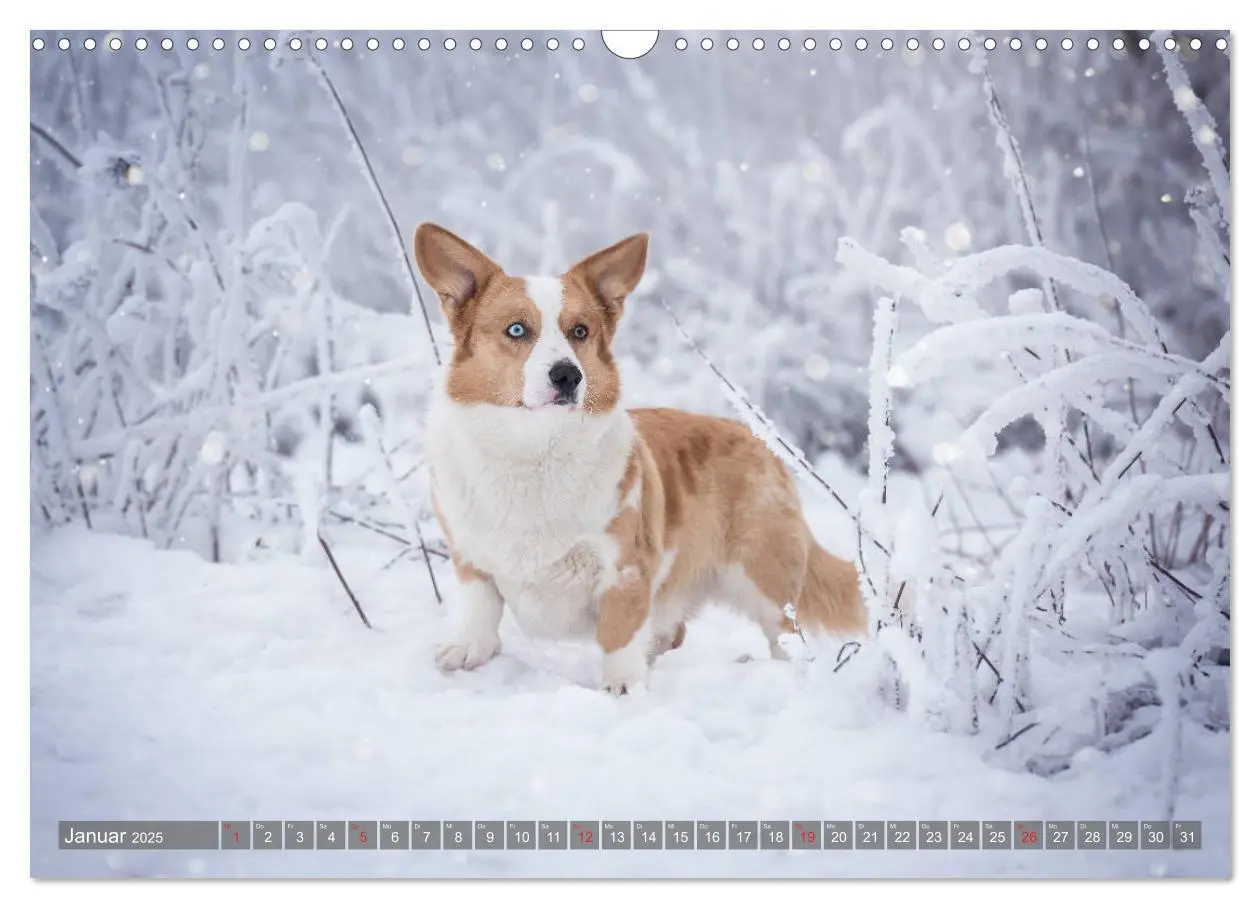 Bild: 9783435118502 | Welsh Corgi - Der Kobold unter den Hunden (Wandkalender 2025 DIN A3...