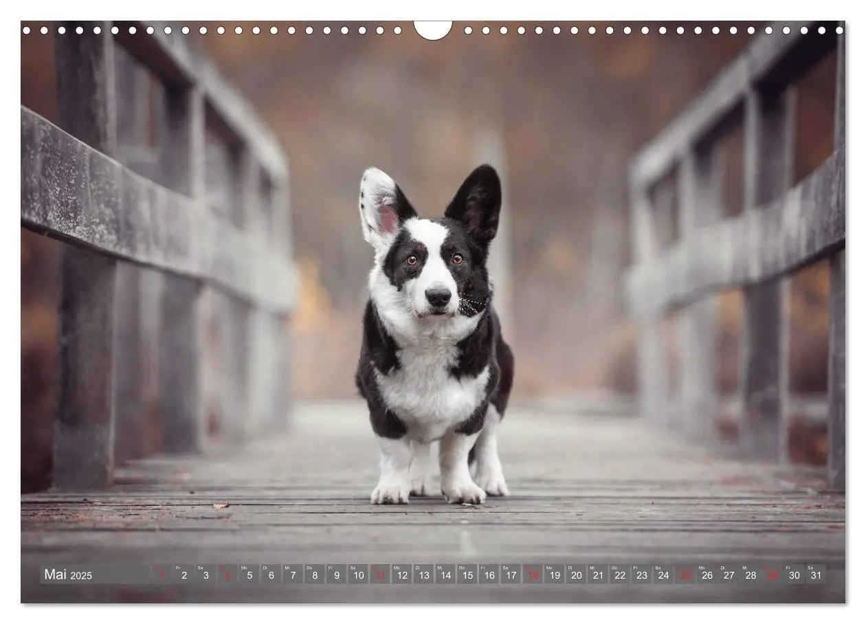 Bild: 9783435118502 | Welsh Corgi - Der Kobold unter den Hunden (Wandkalender 2025 DIN A3...