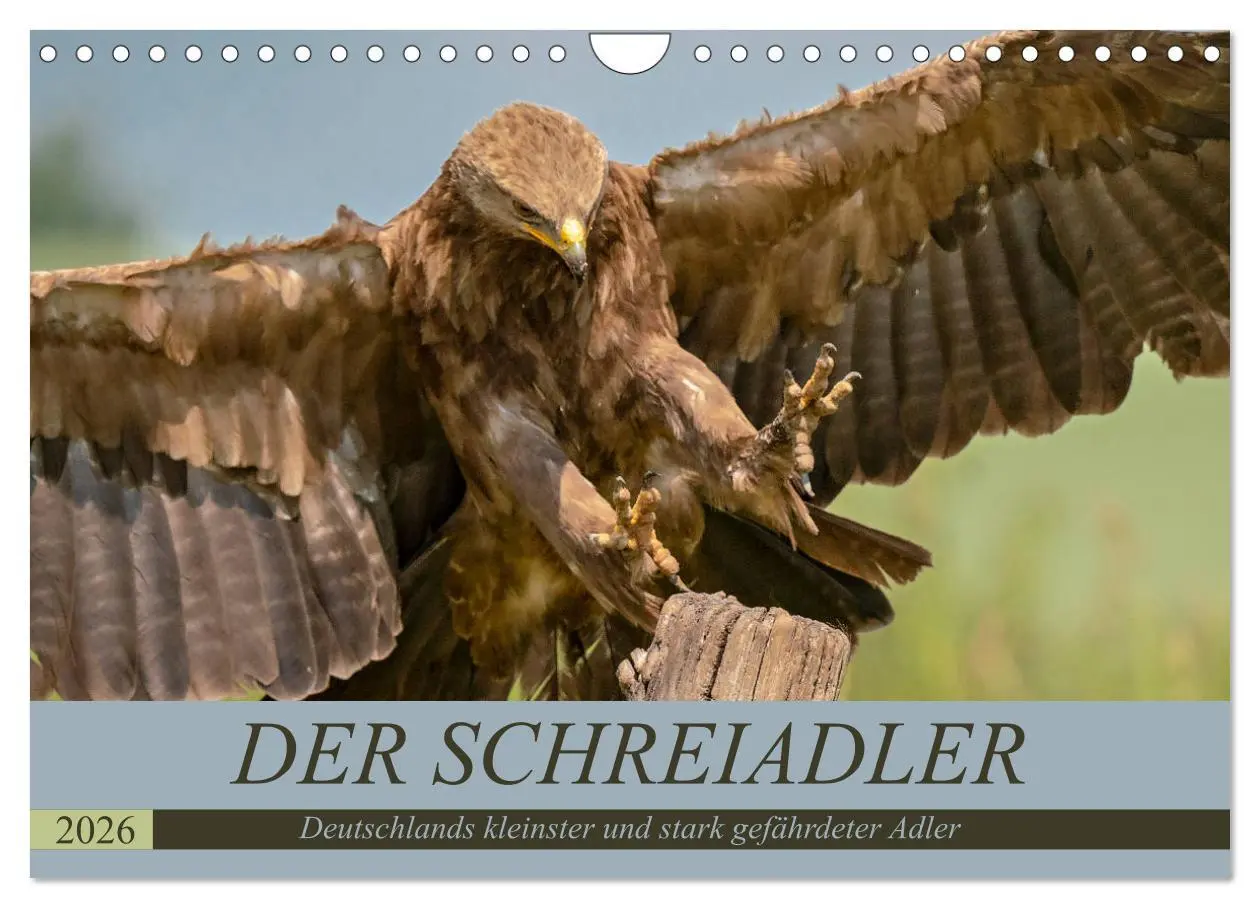 Cover: 9783457688502 | Der Schreiadler (Clanga pomarina) - Deutschands kleinster und stark...