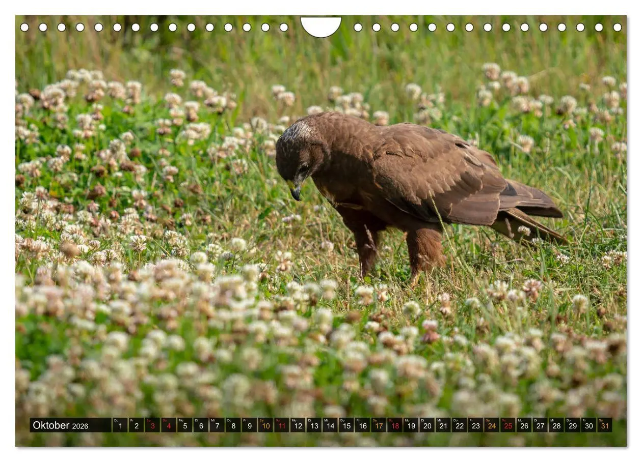 Bild: 9783457688502 | Der Schreiadler (Clanga pomarina) - Deutschands kleinster und stark...