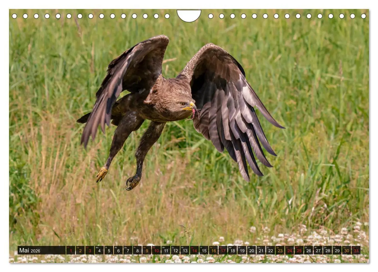 Bild: 9783457688502 | Der Schreiadler (Clanga pomarina) - Deutschands kleinster und stark...