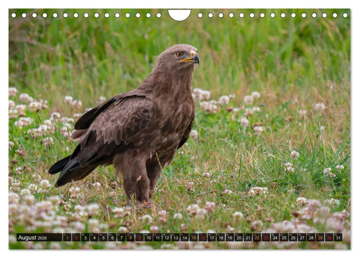 Bild: 9783457688502 | Der Schreiadler (Clanga pomarina) - Deutschands kleinster und stark...