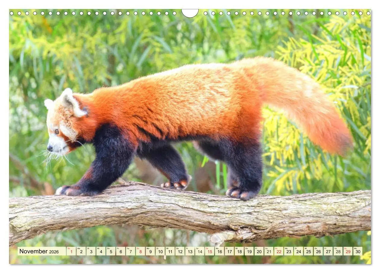 Bild: 9783457748602 | Roter Panda. Die superknuddeligen Katzenbären (Wandkalender 2026...