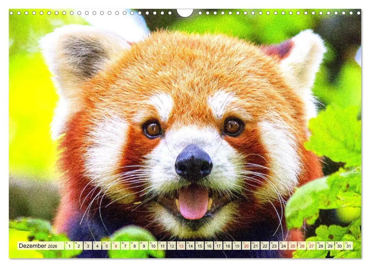 Bild: 9783457748602 | Roter Panda. Die superknuddeligen Katzenbären (Wandkalender 2026...