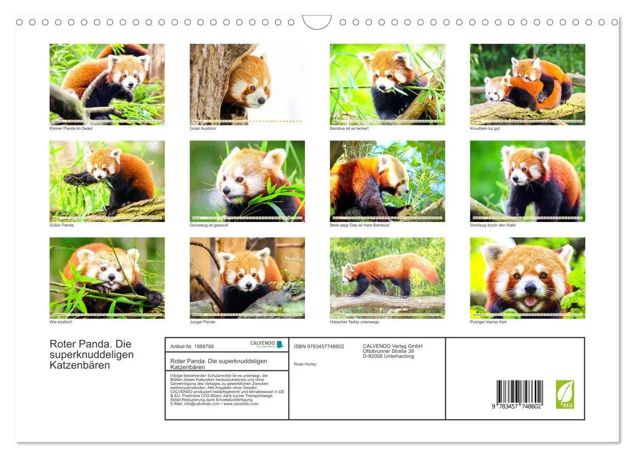 Bild: 9783457748602 | Roter Panda. Die superknuddeligen Katzenbären (Wandkalender 2026...