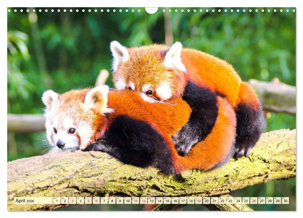 Bild: 9783457748602 | Roter Panda. Die superknuddeligen Katzenbären (Wandkalender 2026...