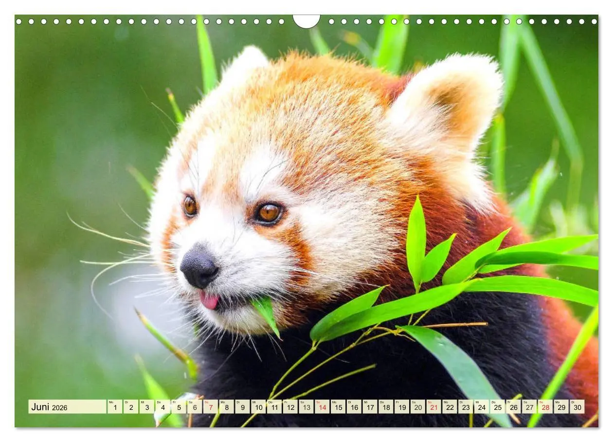 Bild: 9783457748602 | Roter Panda. Die superknuddeligen Katzenbären (Wandkalender 2026...