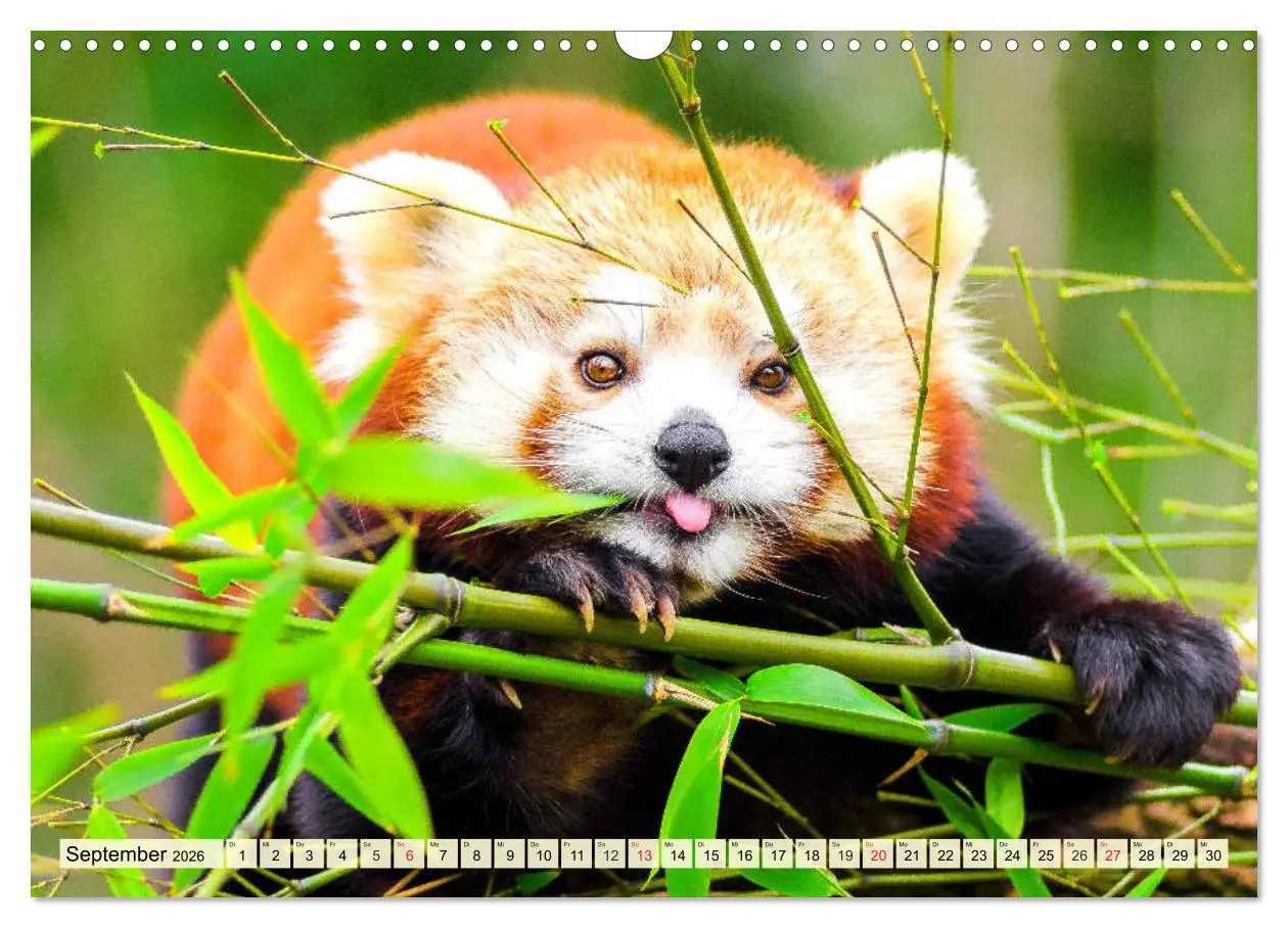 Bild: 9783457748602 | Roter Panda. Die superknuddeligen Katzenbären (Wandkalender 2026...