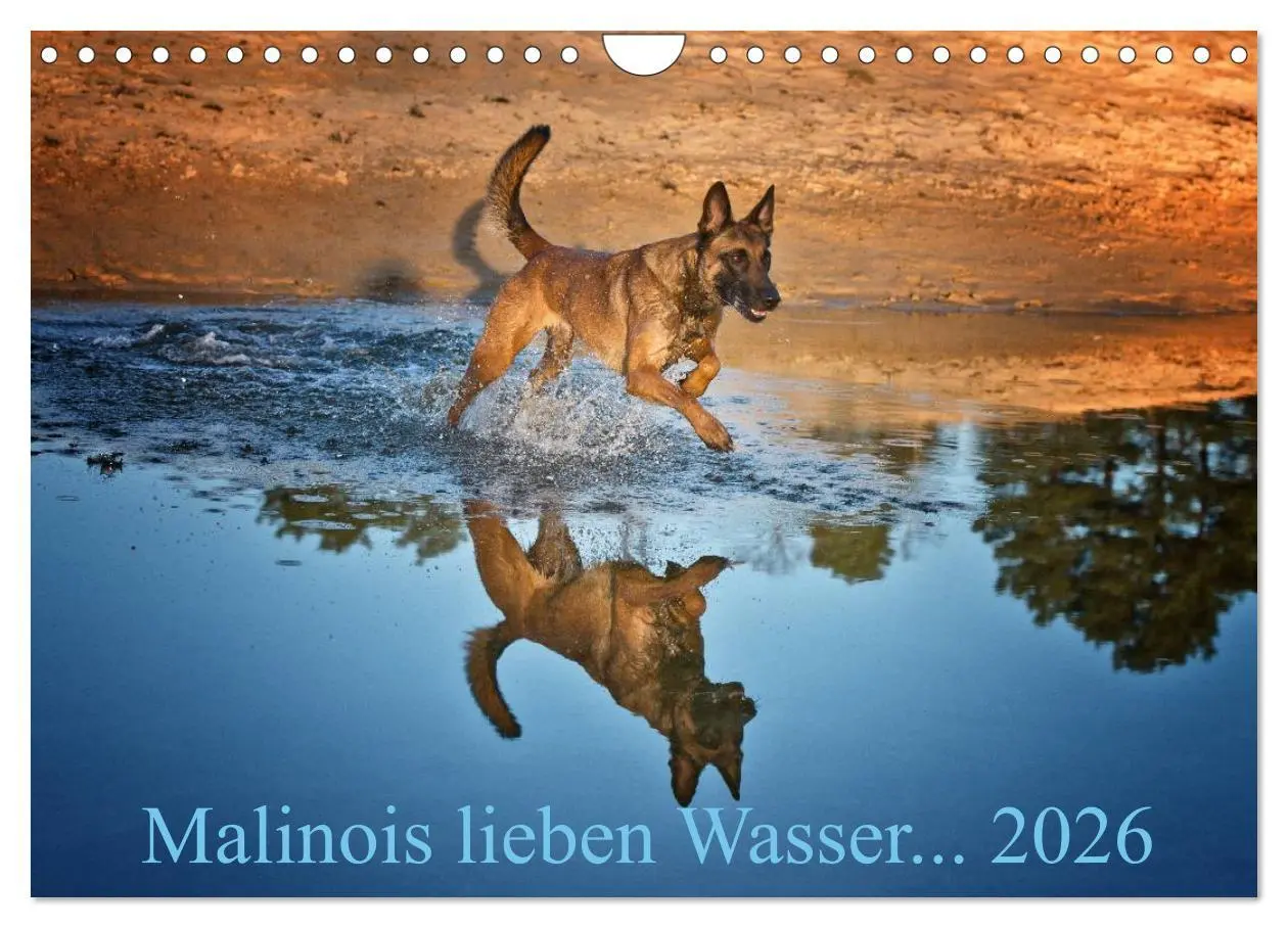 Cover: 9783457988602 | Malinois lieben Wasser (Wandkalender 2026 DIN A4 quer), CALVENDO...