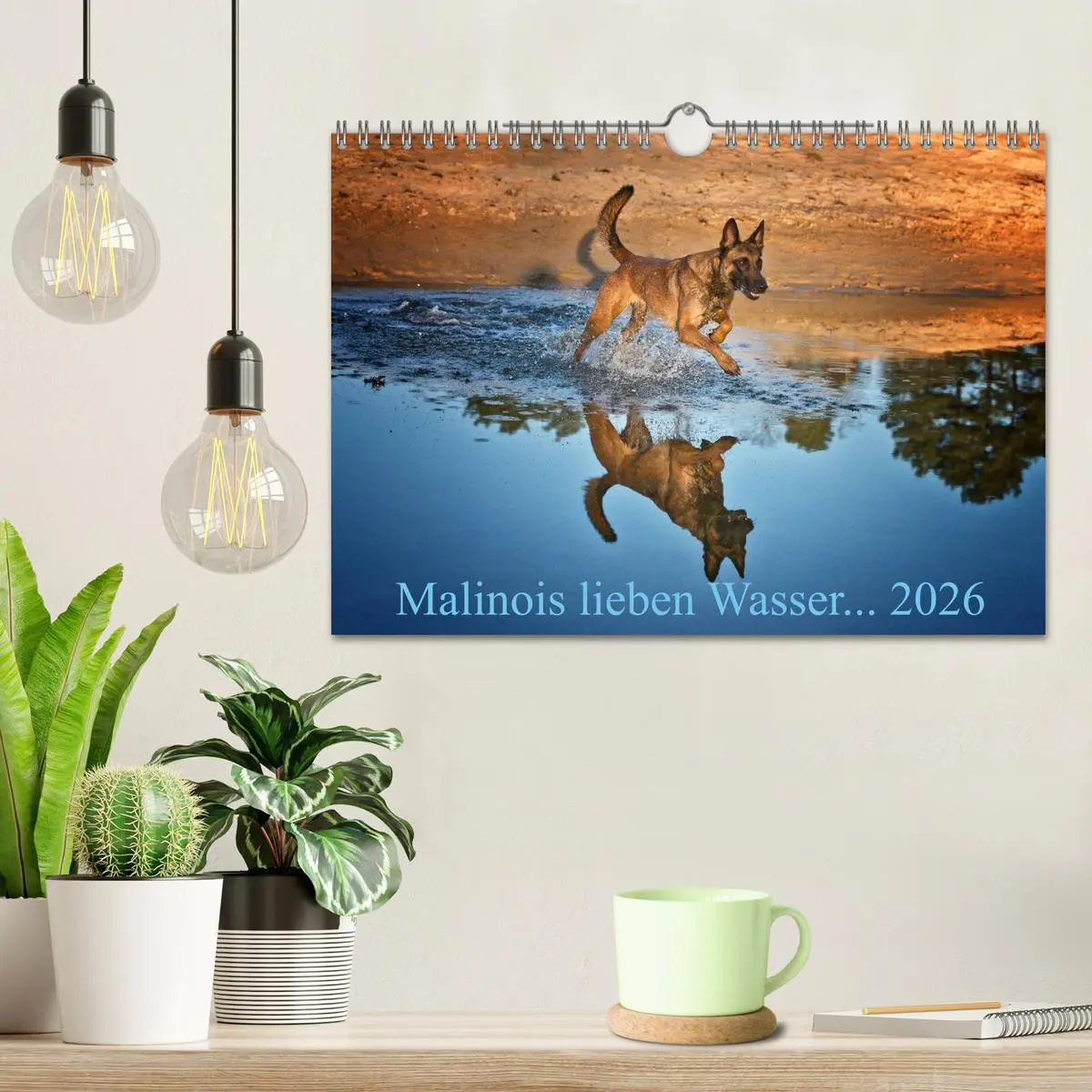 Bild: 9783457988602 | Malinois lieben Wasser (Wandkalender 2026 DIN A4 quer), CALVENDO...