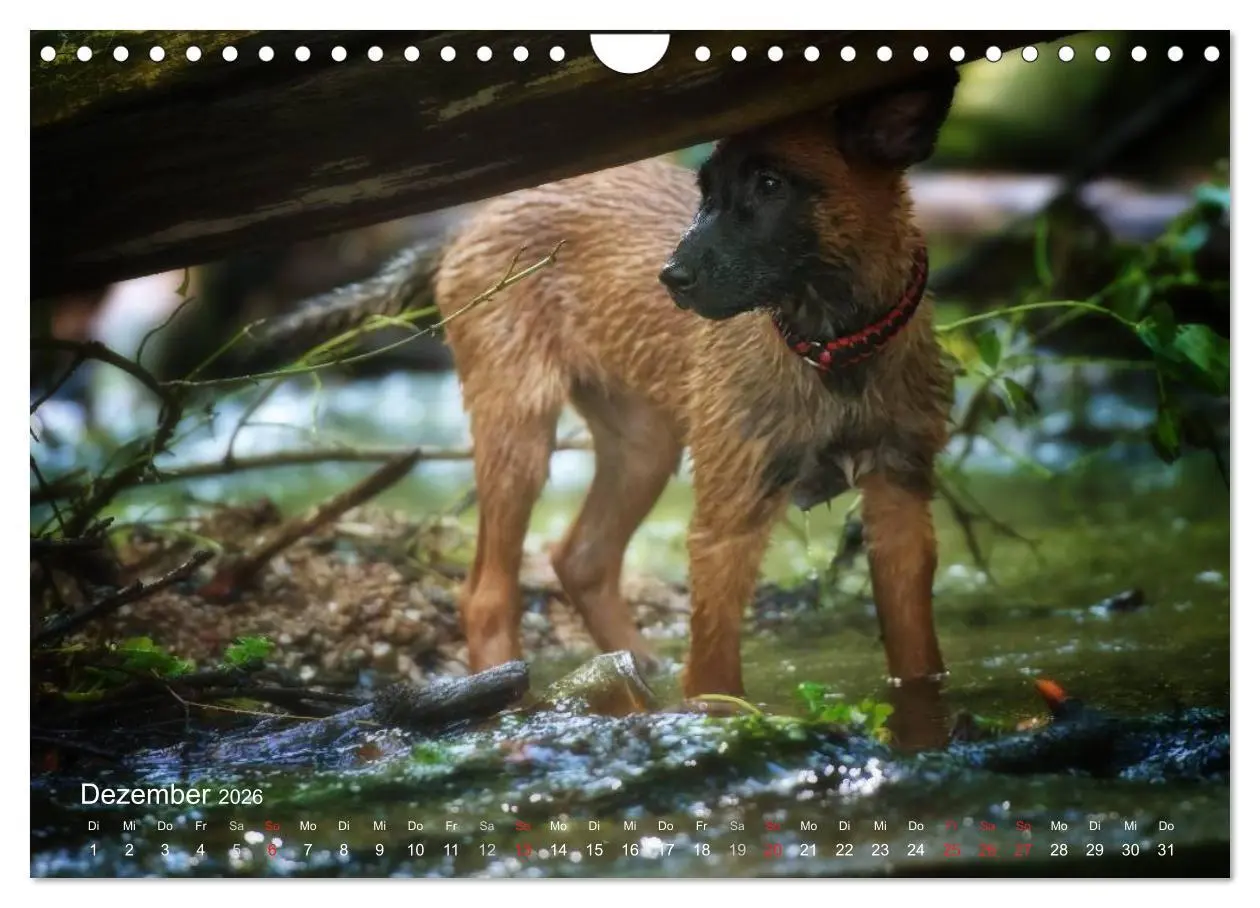 Bild: 9783457988602 | Malinois lieben Wasser (Wandkalender 2026 DIN A4 quer), CALVENDO...