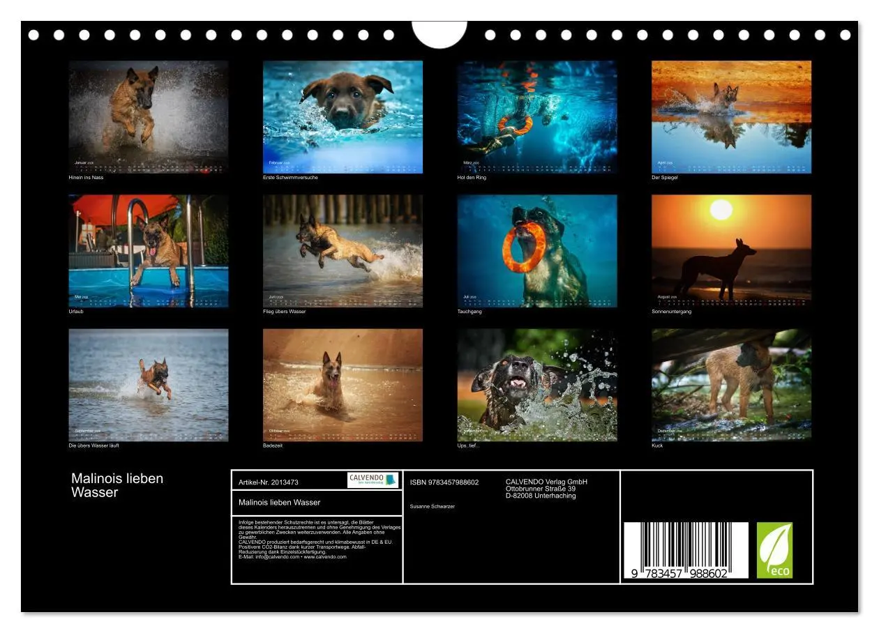 Bild: 9783457988602 | Malinois lieben Wasser (Wandkalender 2026 DIN A4 quer), CALVENDO...