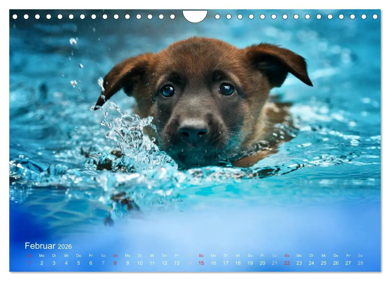 Bild: 9783457988602 | Malinois lieben Wasser (Wandkalender 2026 DIN A4 quer), CALVENDO...
