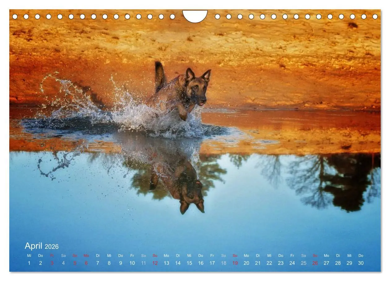 Bild: 9783457988602 | Malinois lieben Wasser (Wandkalender 2026 DIN A4 quer), CALVENDO...