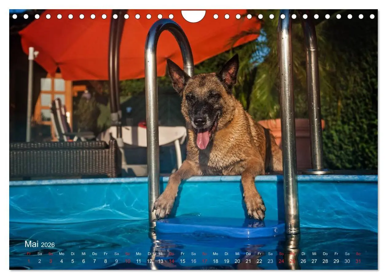 Bild: 9783457988602 | Malinois lieben Wasser (Wandkalender 2026 DIN A4 quer), CALVENDO...