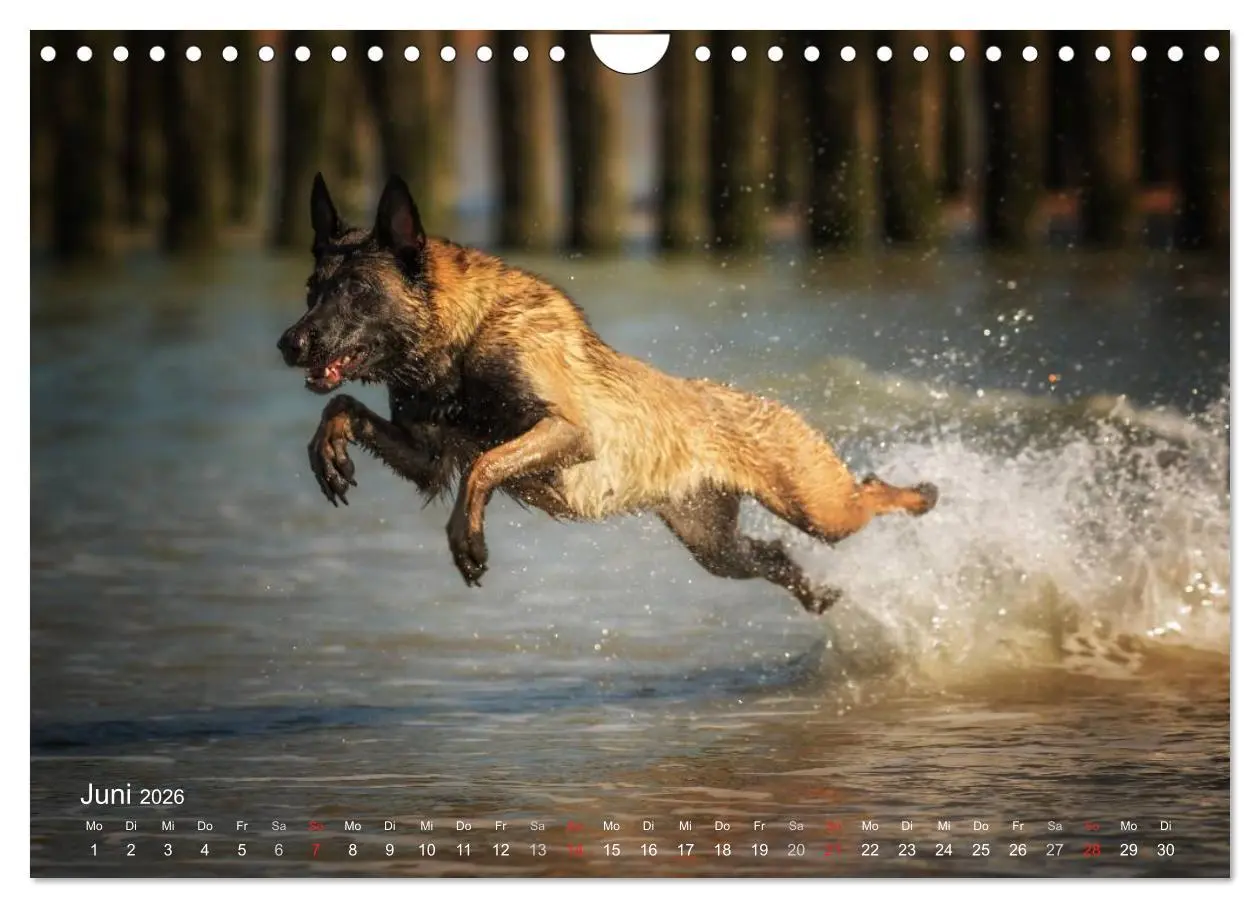 Bild: 9783457988602 | Malinois lieben Wasser (Wandkalender 2026 DIN A4 quer), CALVENDO...
