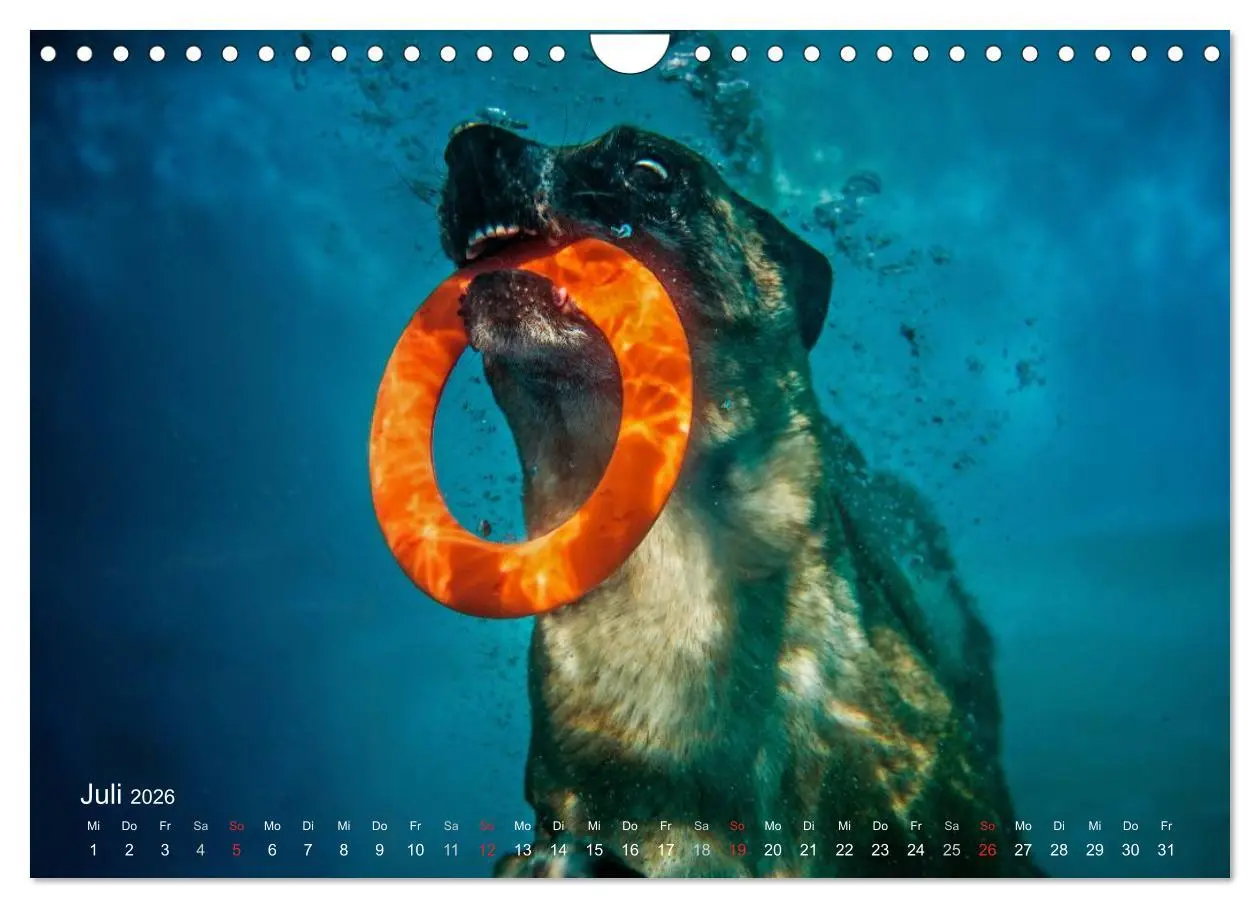 Bild: 9783457988602 | Malinois lieben Wasser (Wandkalender 2026 DIN A4 quer), CALVENDO...