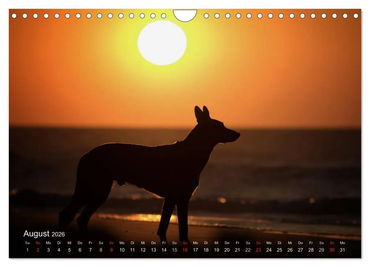 Bild: 9783457988602 | Malinois lieben Wasser (Wandkalender 2026 DIN A4 quer), CALVENDO...