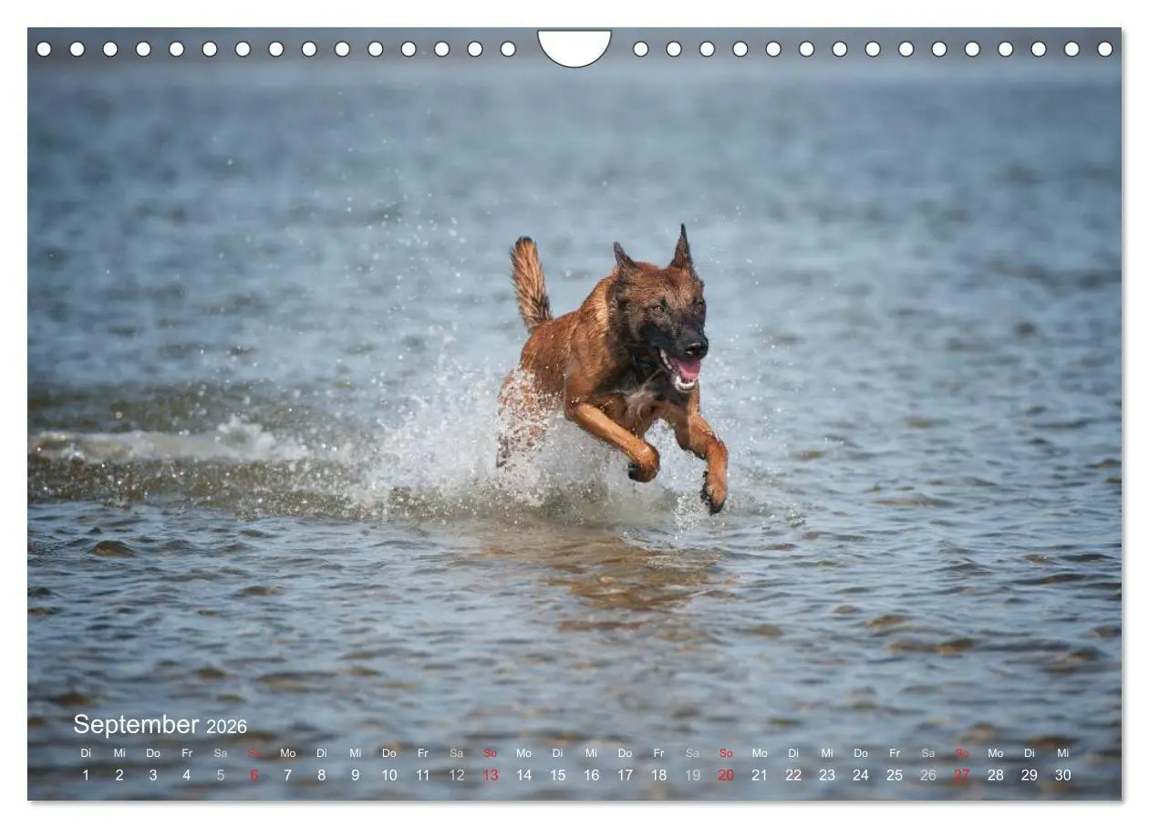 Bild: 9783457988602 | Malinois lieben Wasser (Wandkalender 2026 DIN A4 quer), CALVENDO...