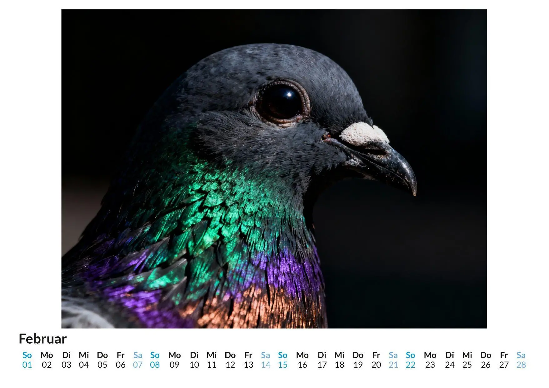 Bild: 9783695348602 | Majestätische Tauben | Charlotte Maier | Kalender | Deutsch | 2026