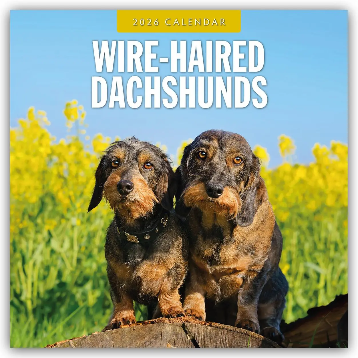 Cover: 9781804428702 | Wire-Haired Dachshunds - Rauhaardackel 2026 - 16-Monatskalender | Red