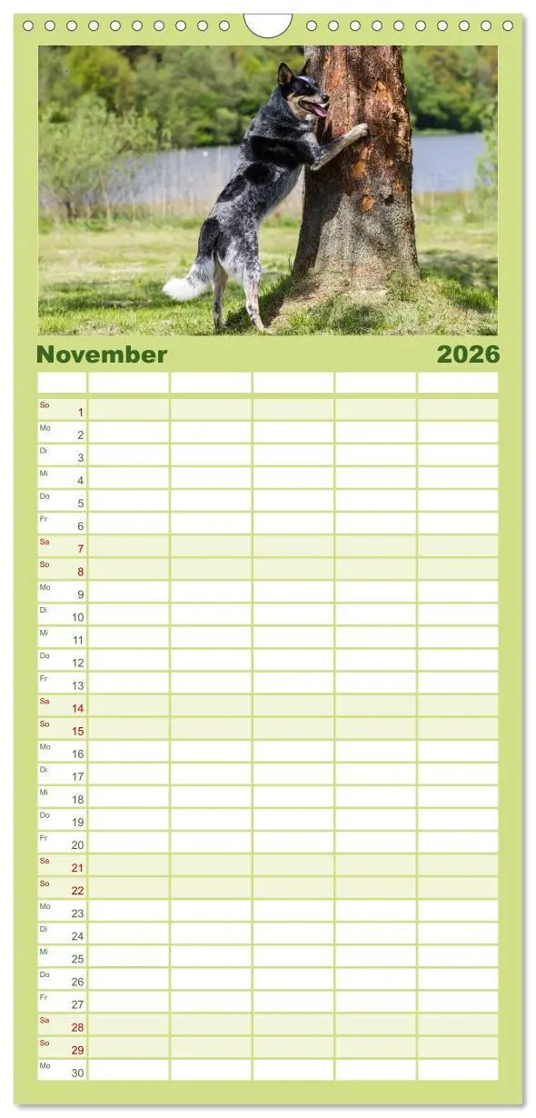 Bild: 9783516518702 | Familienplaner 2026 - Spaziergang am See Australian Cattle Dogs mit...