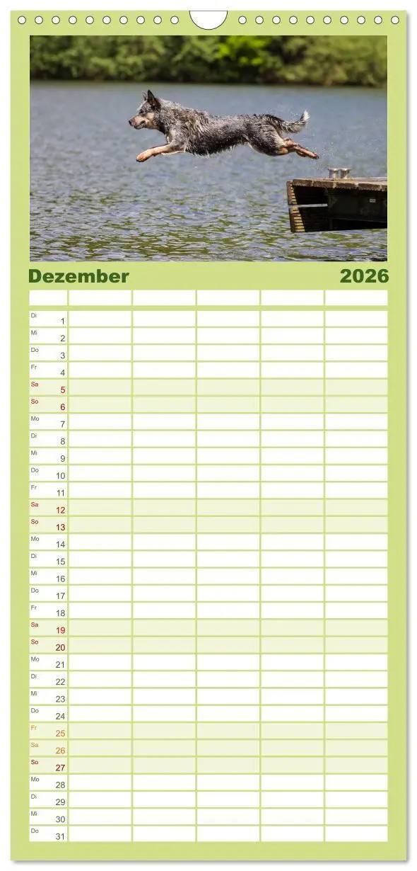 Bild: 9783516518702 | Familienplaner 2026 - Spaziergang am See Australian Cattle Dogs mit...