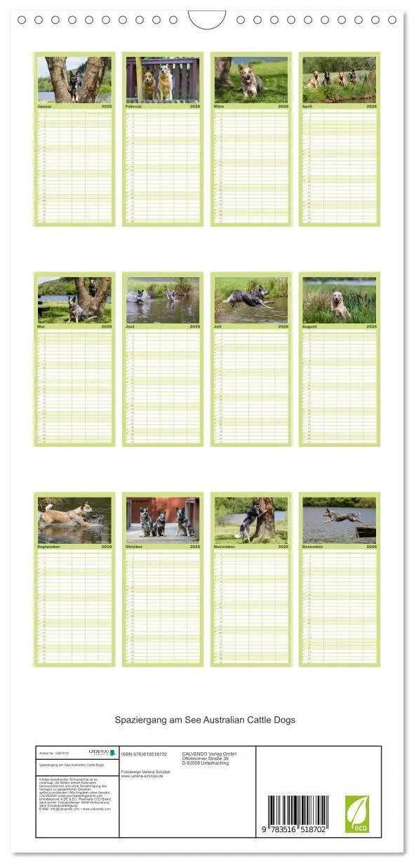Bild: 9783516518702 | Familienplaner 2026 - Spaziergang am See Australian Cattle Dogs mit...