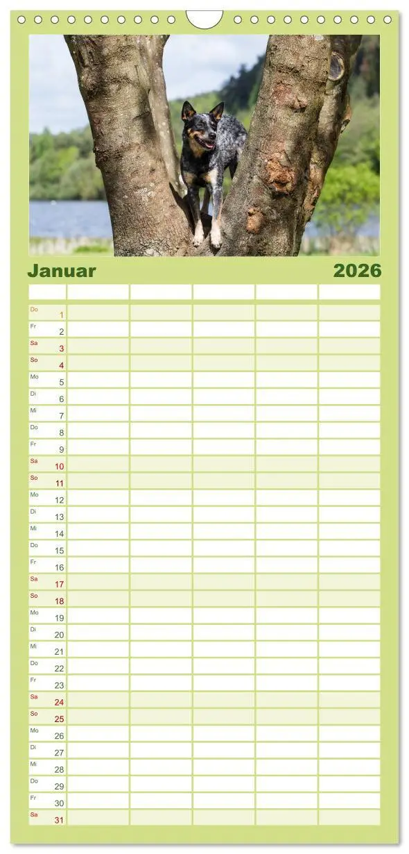 Bild: 9783516518702 | Familienplaner 2026 - Spaziergang am See Australian Cattle Dogs mit...