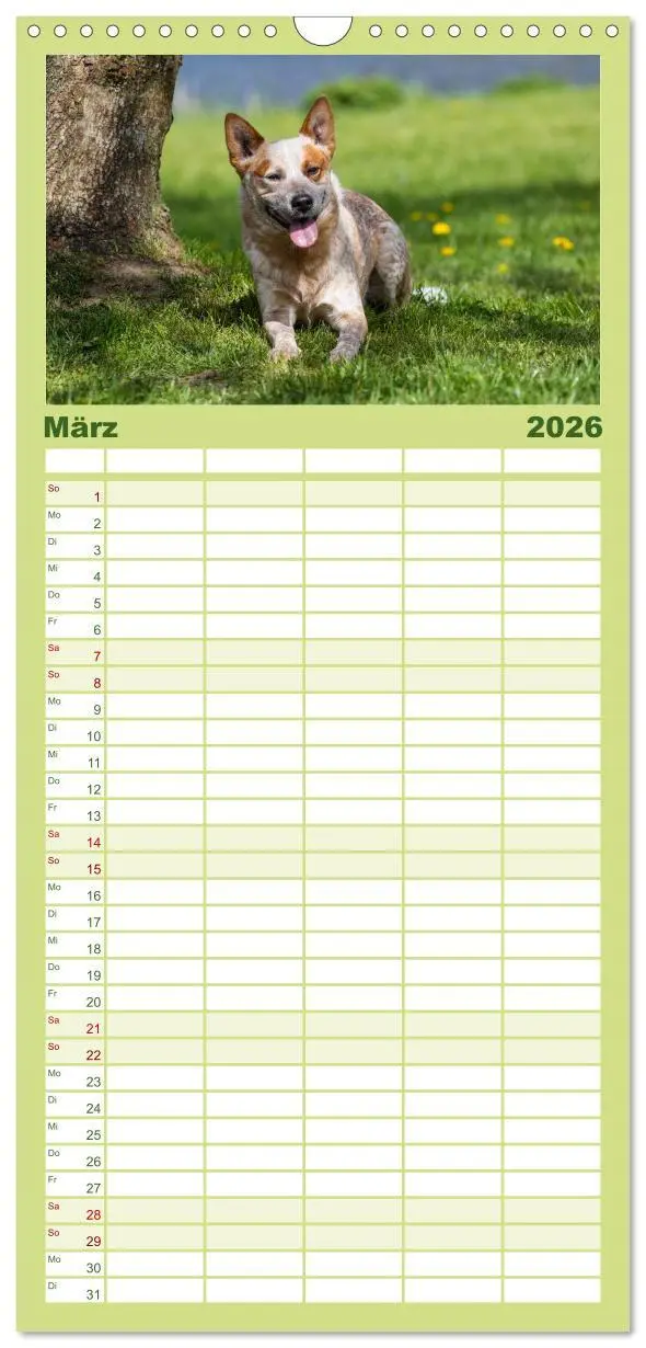 Bild: 9783516518702 | Familienplaner 2026 - Spaziergang am See Australian Cattle Dogs mit...