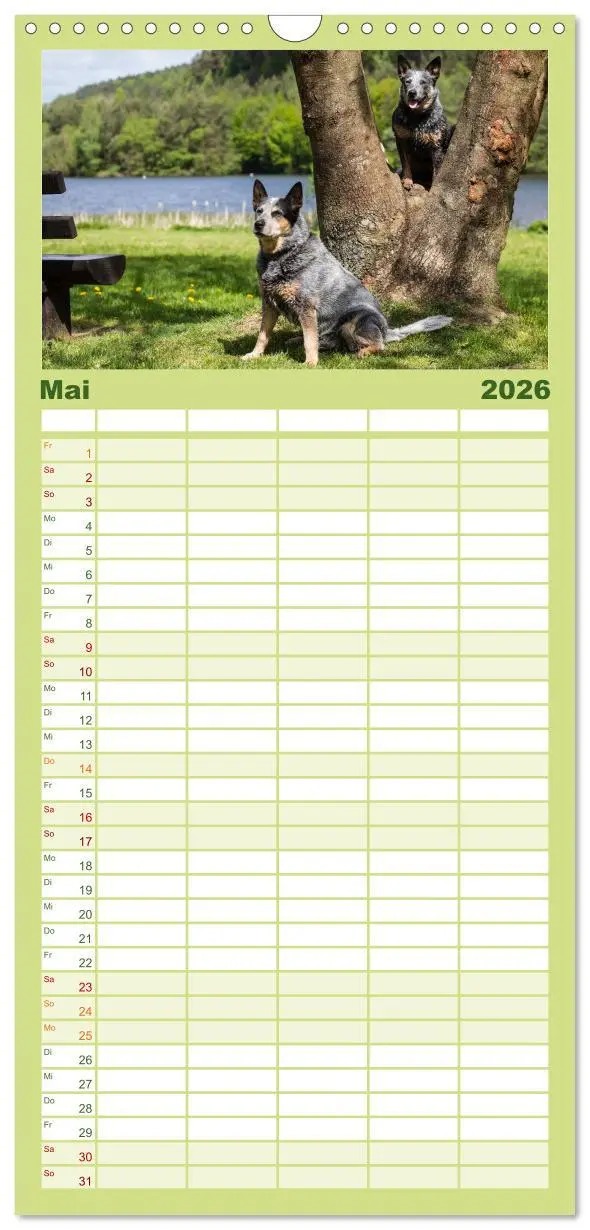 Bild: 9783516518702 | Familienplaner 2026 - Spaziergang am See Australian Cattle Dogs mit...