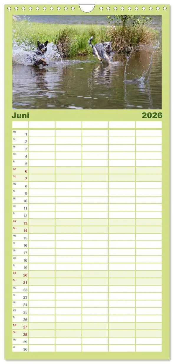 Bild: 9783516518702 | Familienplaner 2026 - Spaziergang am See Australian Cattle Dogs mit...